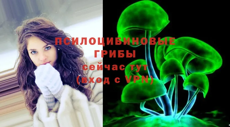 Галлюциногенные грибы Psilocybe  Пудож 